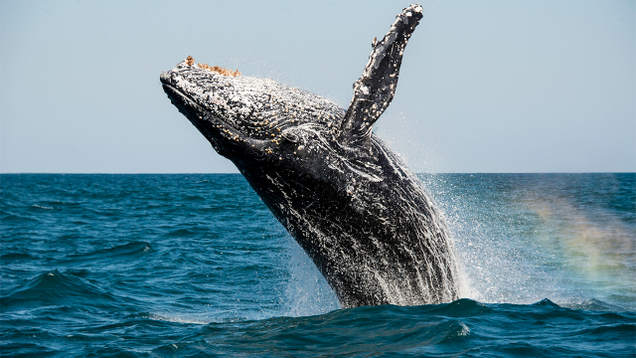 Illustration for article titled 5 Majestic Whales And Then 1 Doofus Whale That Got Scuffed Up By A Boat